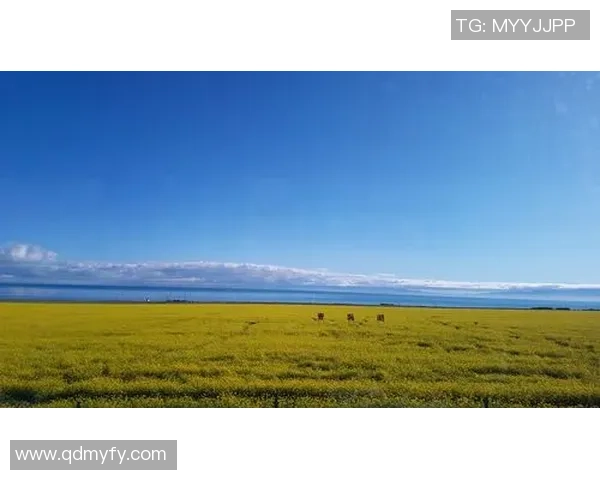 女足球星崛起与贝爷冒险精神的完美碰撞揭秘