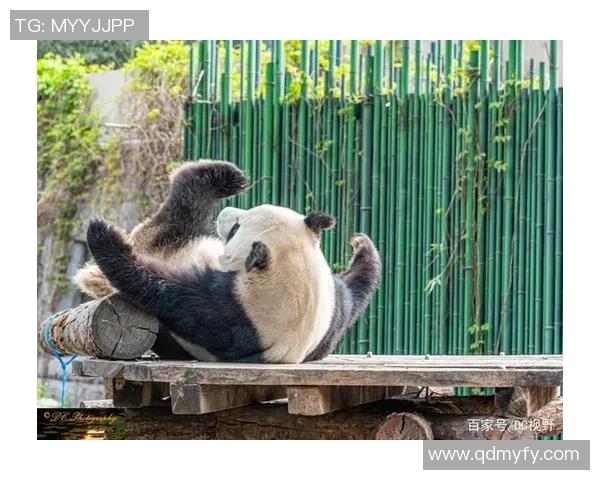 足球球星亲密接触熊猫瞬间展现独特魅力与温情互动